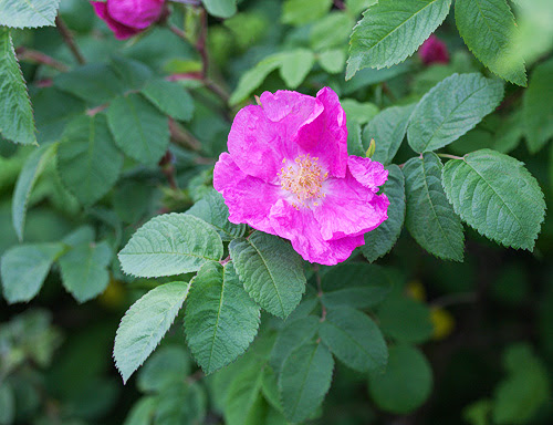 'Leskil&auml;'